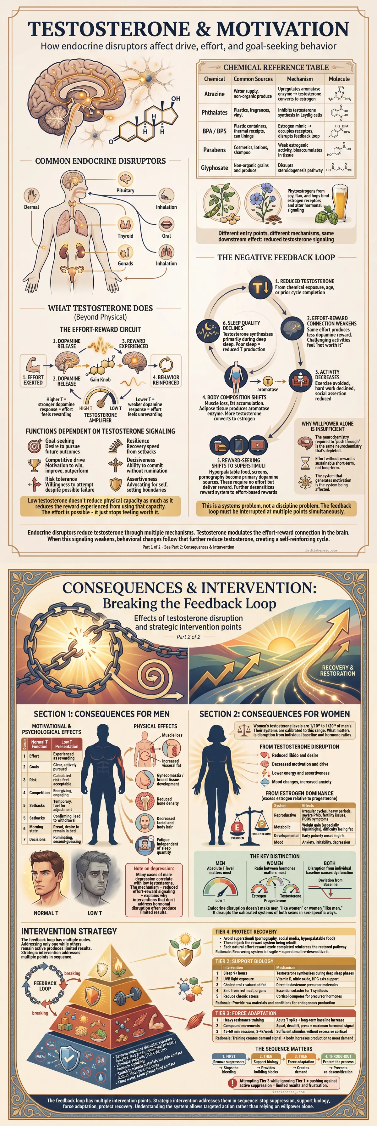 Testosterone & Motivation: The Effort-Reward Connection